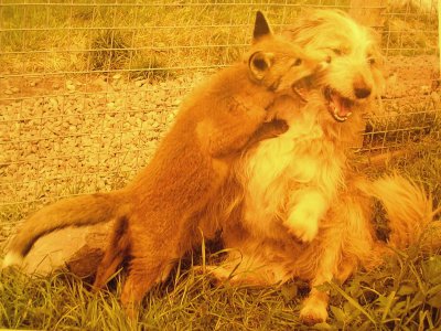 Fox playing with Sheep Dog.